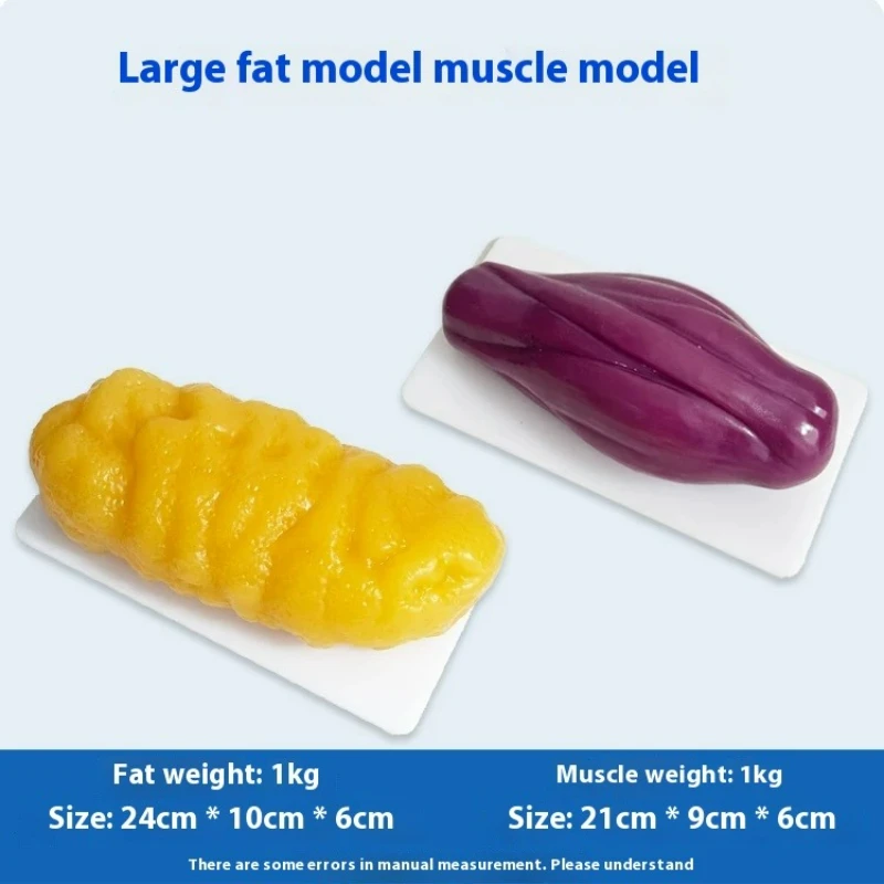 Nutrition Fitness Health - Реплики мышц и жира человека: Модели